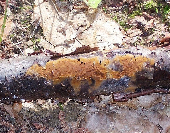 Corticiacea ospitale